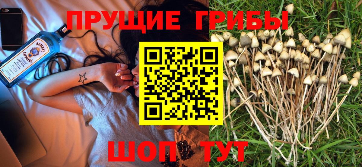 хочу   Вход с VPN  Скопин  Галлюциногенные грибы Psilocybe 